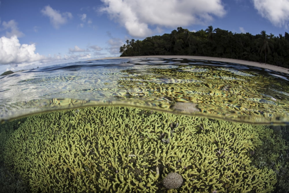 A healthy coral reef grows in the Solomon Islands Canvas Art - Ethan DanielsStocktrek Images (17 x 12)