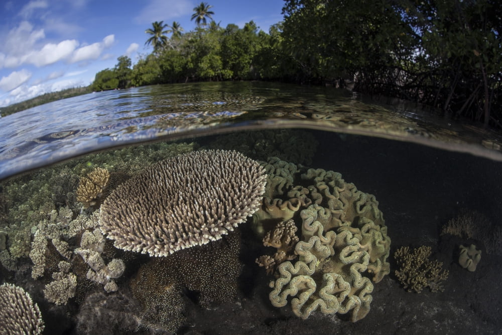 A healthy coral reef grows in the Solomon Islands Canvas Art - Ethan DanielsStocktrek Images (34 x 23)