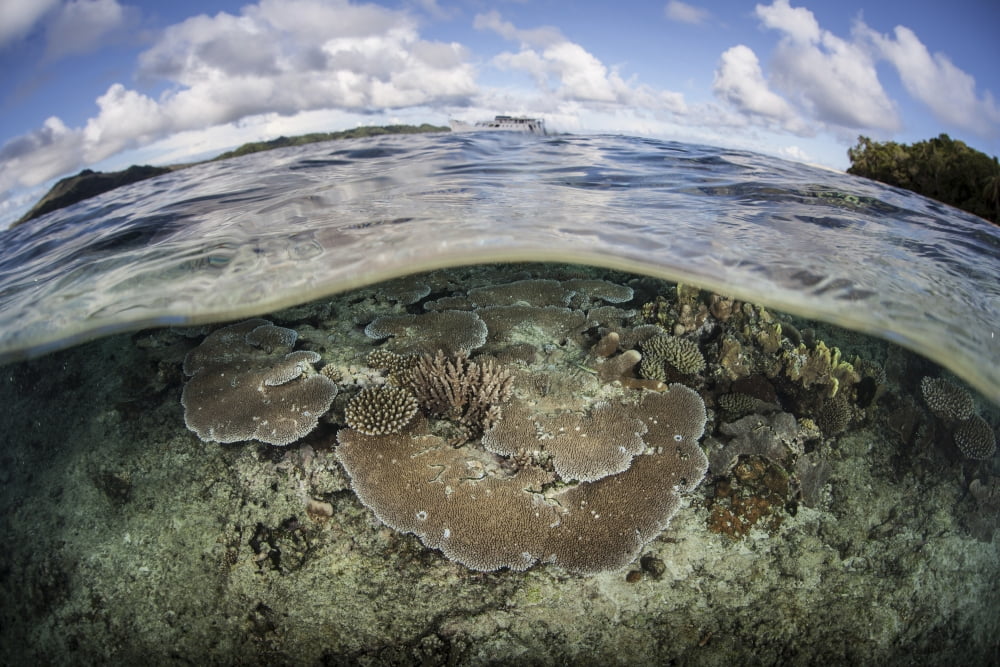A healthy coral reef grows in the Solomon Islands Canvas Art - Ethan DanielsStocktrek Images (34 x 23)