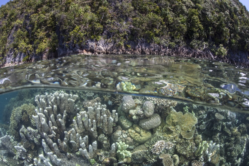 A healthy coral reef grows near limestone islands in Raja Ampat Canvas Art - Ethan DanielsStocktrek Images (17 x 12)