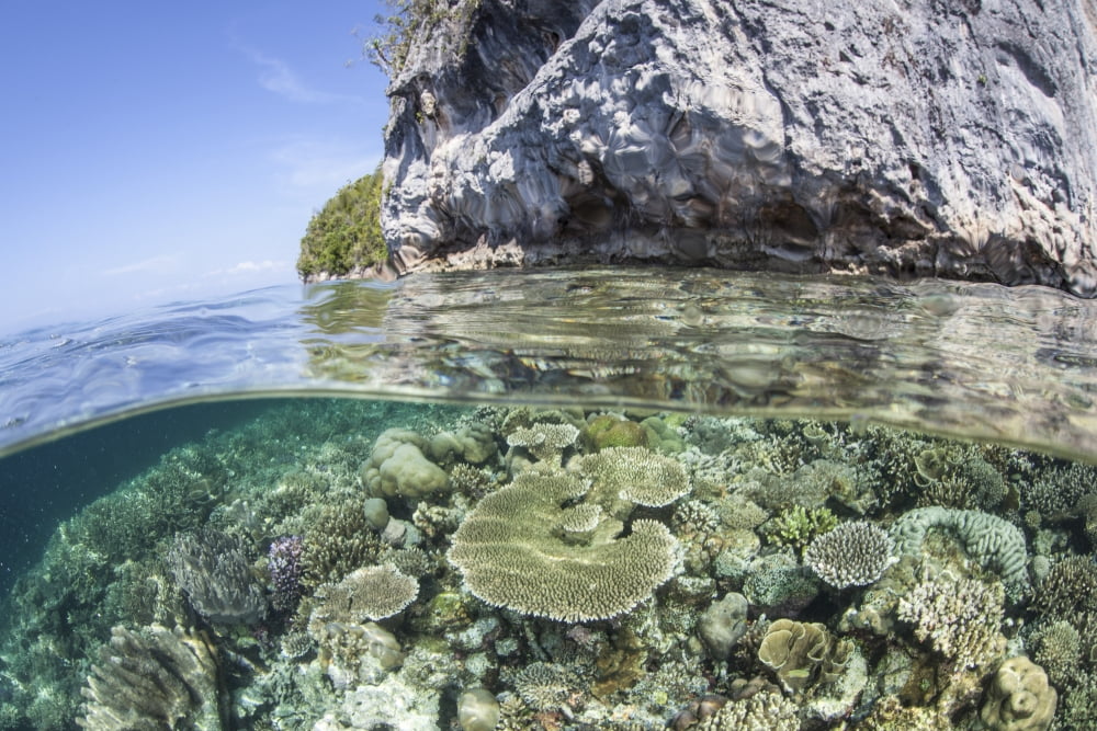 A healthy coral reef grows near limestone islands in Raja Ampat Canvas Art - Ethan DanielsStocktrek Images (17 x 12)