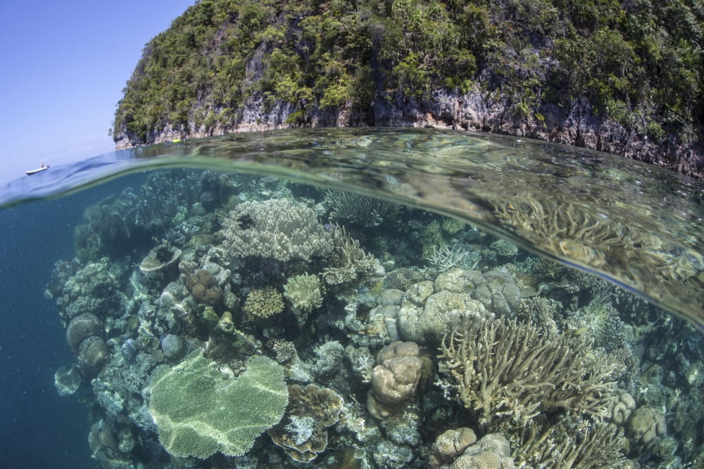 A healthy coral reef grows near limestone islands in Raja Ampat Canvas Art - Ethan DanielsStocktrek Images (34 x 23)