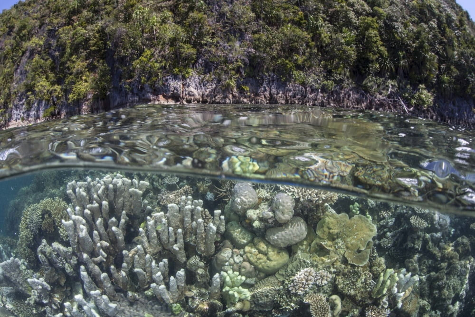 A healthy coral reef grows near limestone islands in Raja Ampat Canvas Art - Ethan DanielsStocktrek Images (34 x 23)