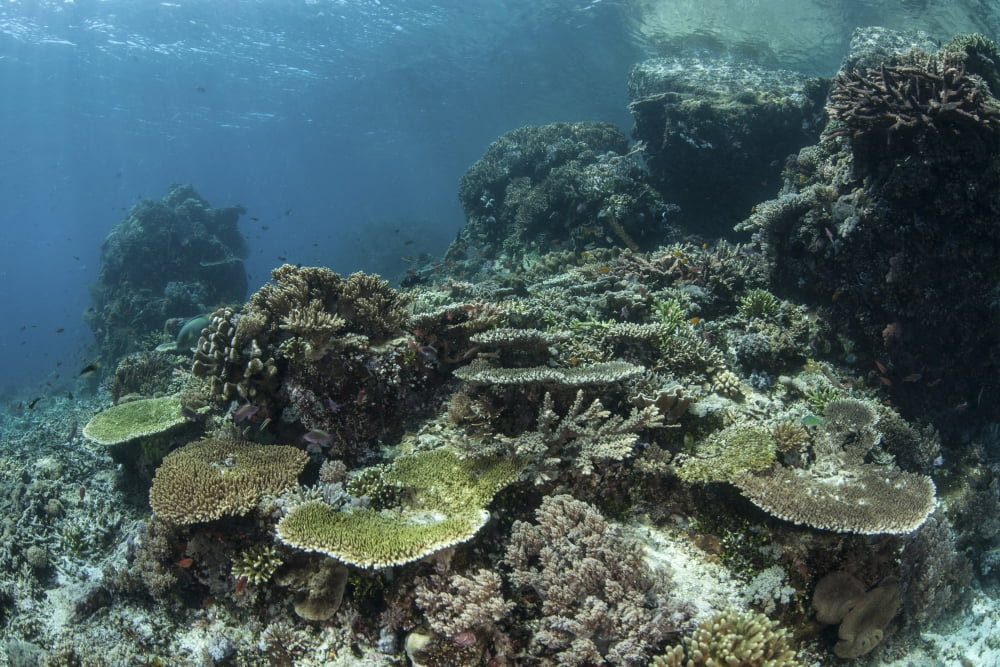 A healthy coral reef thrives in Komodo National Park Indonesia Canvas Art - Ethan DanielsStocktrek Images (17 x 12)