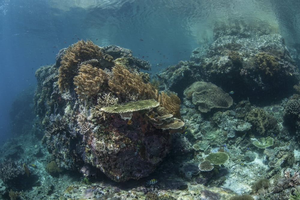 A healthy coral reef thrives in Komodo National Park Indonesia Canvas Art - Ethan DanielsStocktrek Images (34 x 23)