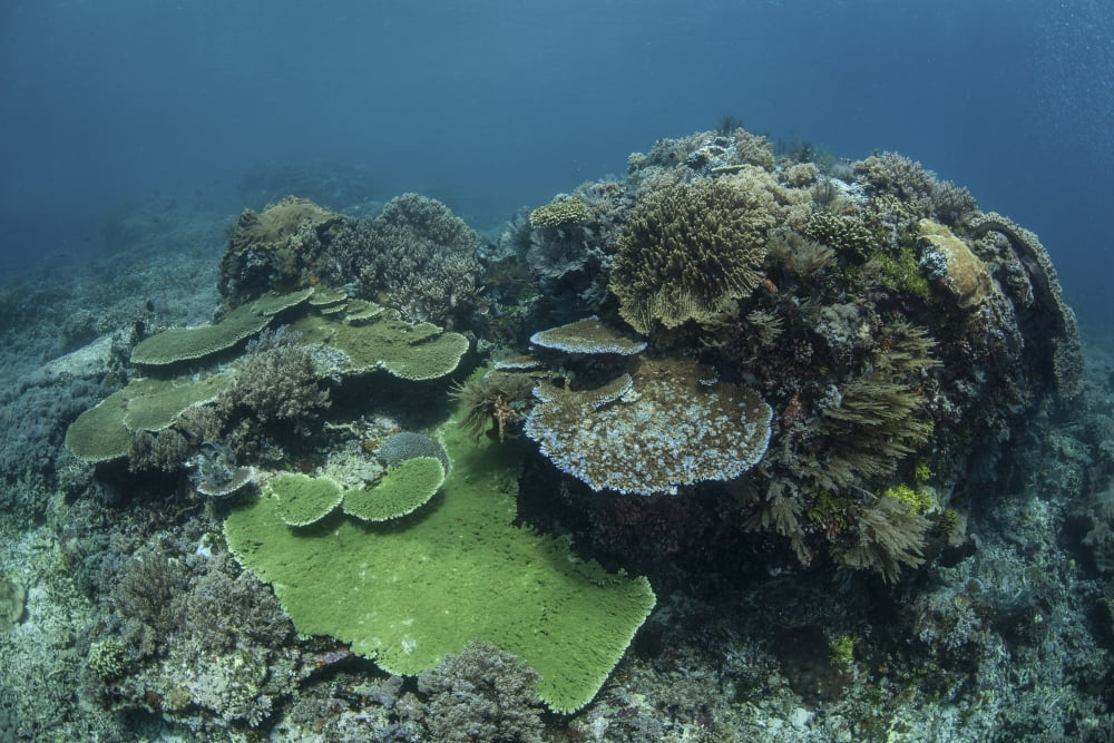 A healthy coral reef thrives in Komodo National Park Indonesia Canvas Art - Ethan DanielsStocktrek Images (34 x 23)