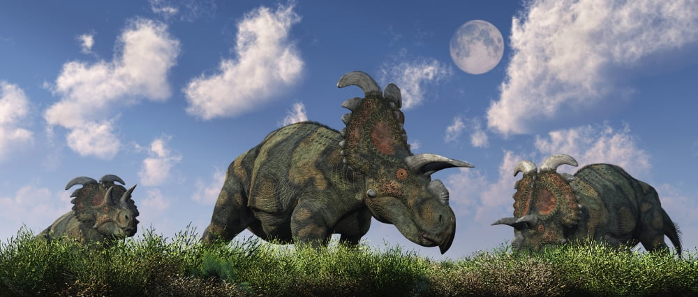 A herd of Albertaceratops grazing Canvas Art - Mark StevensonStocktrek Images (22 x 10)