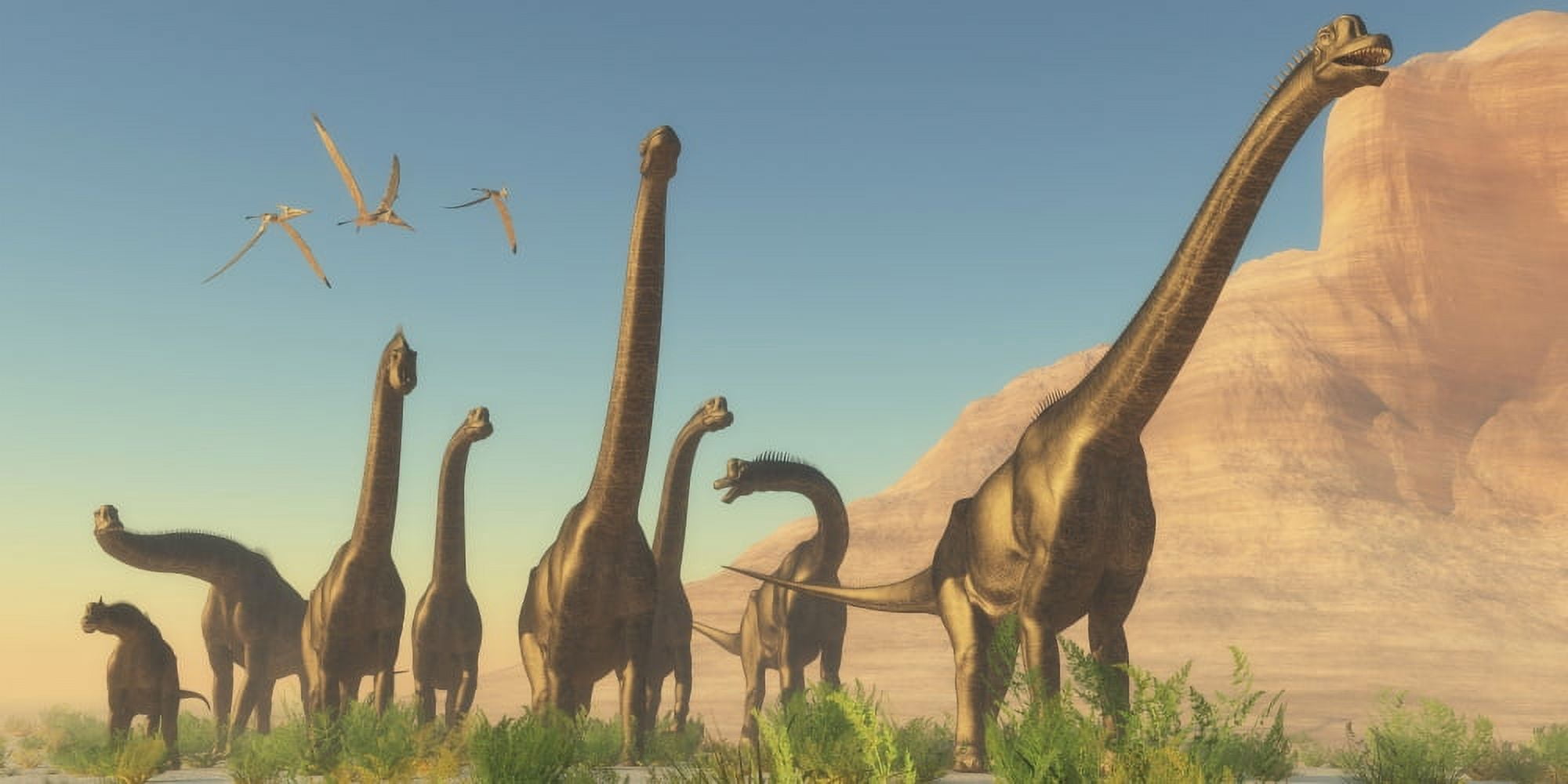 A herd of Brachiosaurus travel near a canyon mountain Canvas Art - Corey FordStocktrek Images (20 x 10)