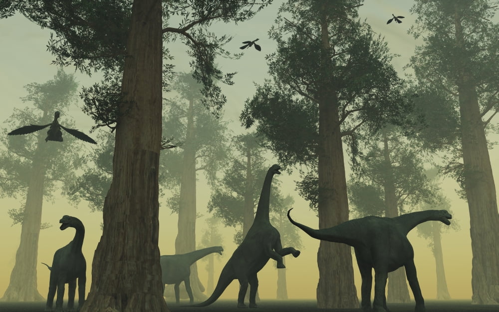 A herd of Camarasaurus dinosaurs Canvas Art - Mark StevensonStocktrek Images (36 x 23)