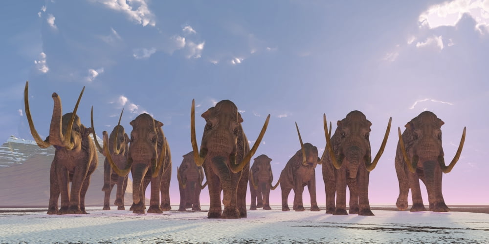 A herd of Columbian Mammoths migrate to a warmer climate Canvas Art - Corey FordStocktrek Images (40 x 20)