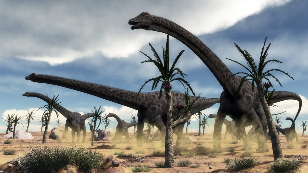 A herd of Diplodocus dinosaurs walking in a desert landscape Canvas Art - Elena DuvernayStocktrek Images (37 x 21)