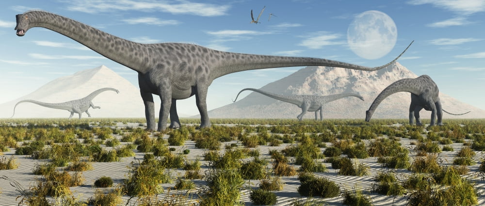 A herd of Diplodocus sauropod dinosaurs during Earths Jurassic period Canvas Art - Mark StevensonStocktrek Images (43 x 19)