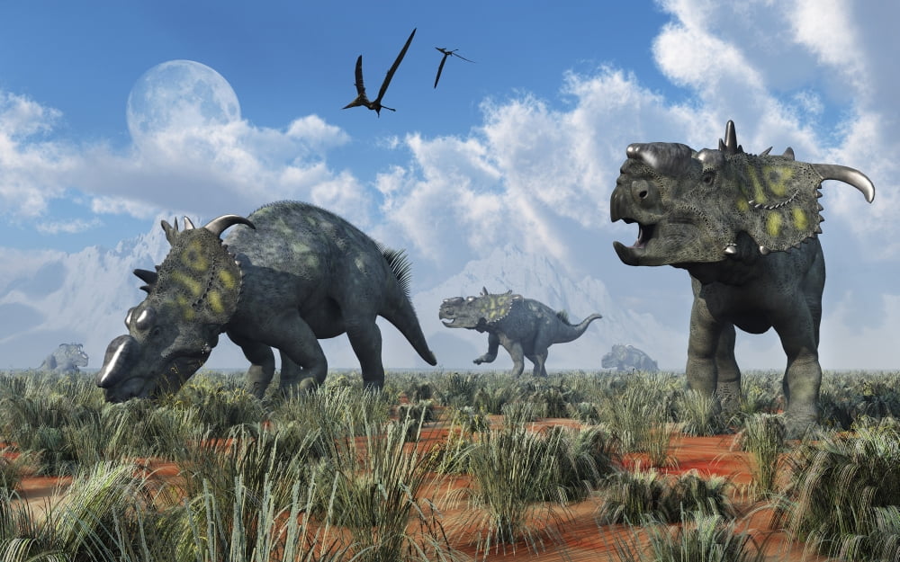 A herd of Pachyrhinosaurus dinosaurs Canvas Art - Mark StevensonStocktrek Images (18 x 12)