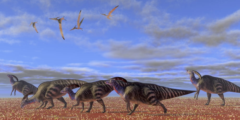A herd of Parasaurolophus dinosaurs Canvas Art - Corey FordStocktrek Images (20 x 10)