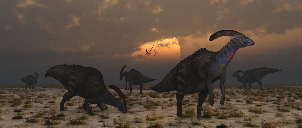 A herd of Parasaurolophus dinosaurs at dawn Canvas Art - Mark StevensonStocktrek Images (22 x 10)