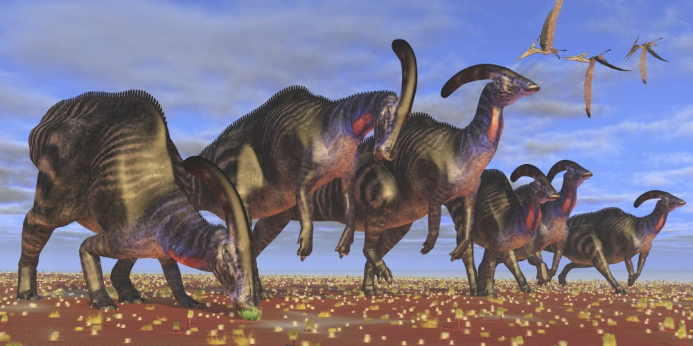 A herd of Parasaurolophus dinosaurs searching for vegetation Canvas Art - Corey FordStocktrek Images (20 x 10)