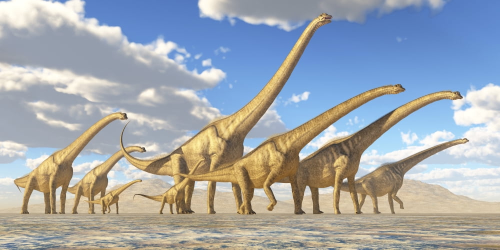 A herd of Sauroposeidon dinosaurs Canvas Art - Corey FordStocktrek Images (20 x 10)