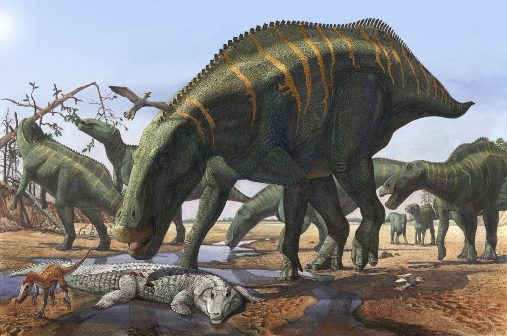 A herd of Shantungosaurus dinosaurs scavenging for food Canvas Art - Sergey KrasovskiyStocktrek Images (35 x 23)