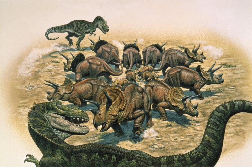 A herd of Triceratops defend their territory against a pair of Tyrannosaurus Rex Canvas Art - Mark HallettStocktrek Images (17 x 12)
