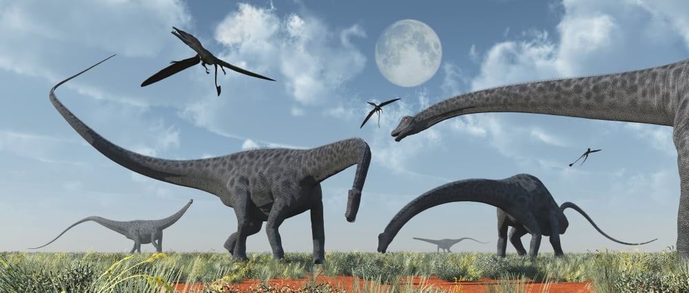 A herd of giant Diplodocus dinosaurs grazing Canvas Art - Mark StevensonStocktrek Images (43 x 19)