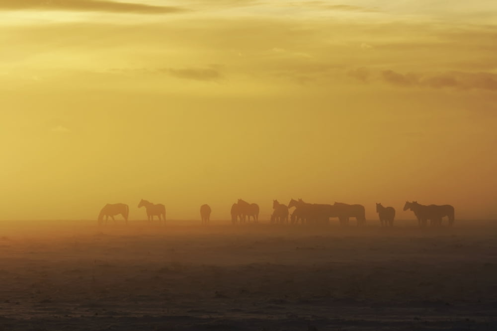 A herd of horses in the morning fog alberta canada Canvas Art - Roberta Murray Design Pics (18 x 12)