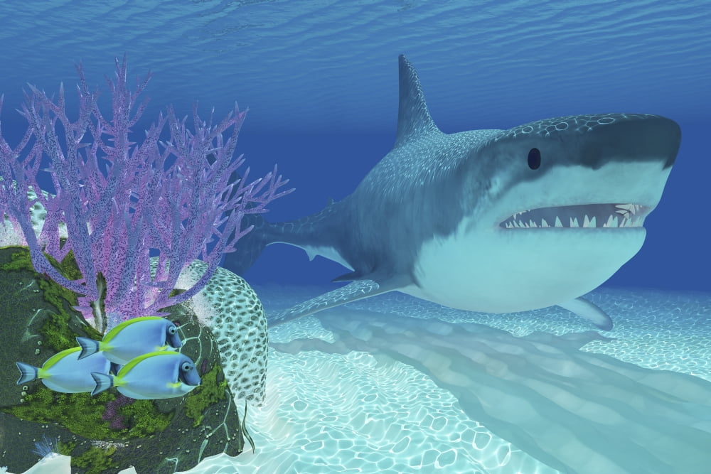 A huge Megalodon shark swimming in clear ocean waters Canvas Art - Corey FordStocktrek Images (18 x 12)