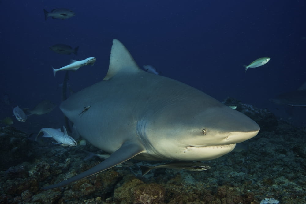 A huge bull shark with accompanying remora Fiji Canvas Art - Terry MooreStocktrek Images (35 x 23)