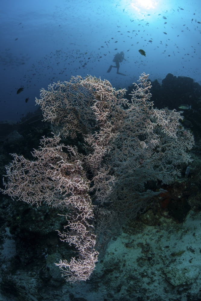 A huge gorgonian grows on a reef in Komodo National Park Indonesia Canvas Art - Ethan DanielsStocktrek Images (12 x 17)