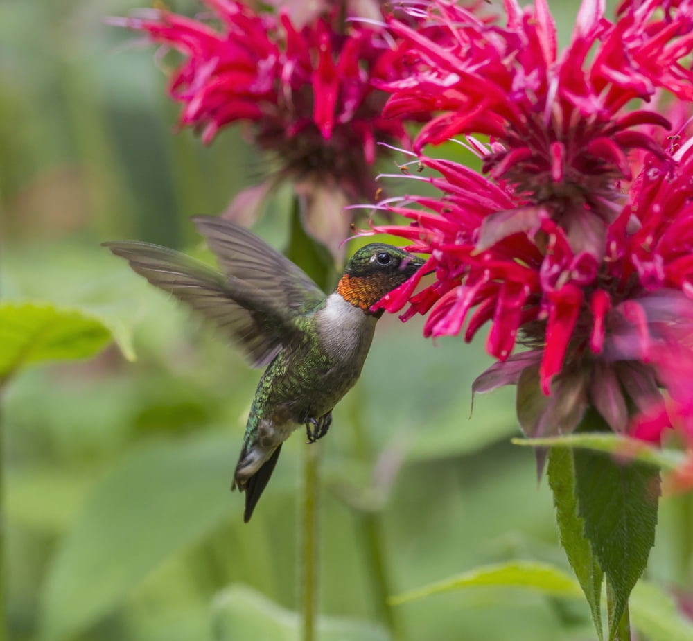 A hummingbird hovers by a bright pink blossoming flower Ontario Canada Canvas Art - Julie DeRoche Design Pics (32 x 28)