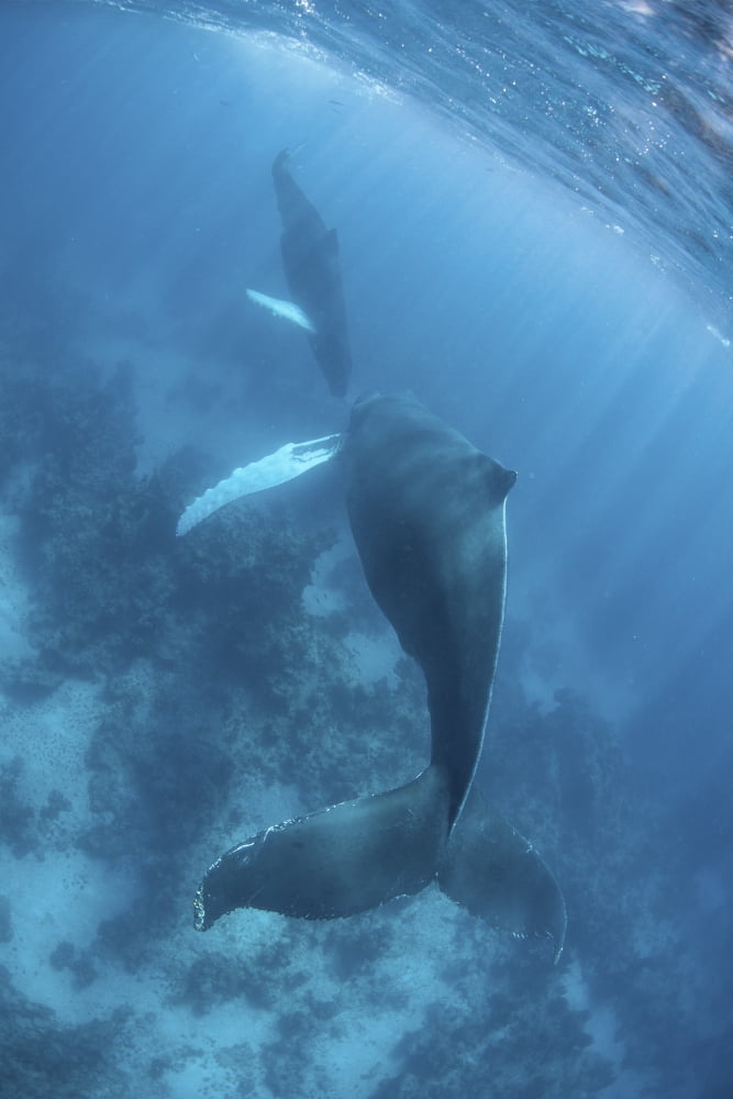 A humpback whale and her calf in the Caribbean Sea Canvas Art - Ethan DanielsStocktrek Images (12 x 17)