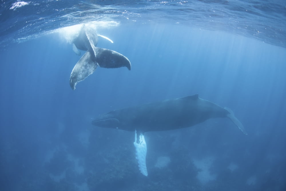 A humpback whale and her calf in the Caribbean Sea Canvas Art - Ethan DanielsStocktrek Images (17 x 12)