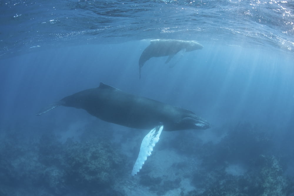 A humpback whale and her calf in the Caribbean Sea Canvas Art - Ethan DanielsStocktrek Images (34 x 23)