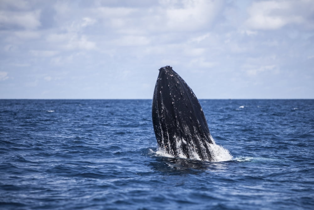 A humpback whale begins to breach out of the Atlantic Ocean Canvas Art - Ethan DanielsStocktrek Images (35 x 24)