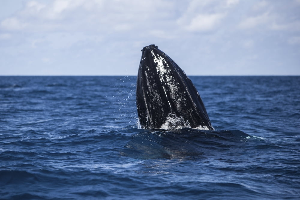 A humpback whale begins to breach out of the Atlantic Ocean Canvas Art - Ethan DanielsStocktrek Images (35 x 24)