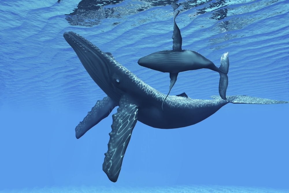 A humpback whale calf swims around its mother in the ocean Canvas Art - Corey FordStocktrek Images (35 x 23)