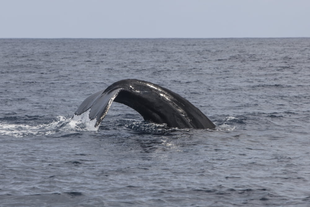 A humpback whale dives in the Caribbean Sea Canvas Art - Ethan DanielsStocktrek Images (34 x 23)