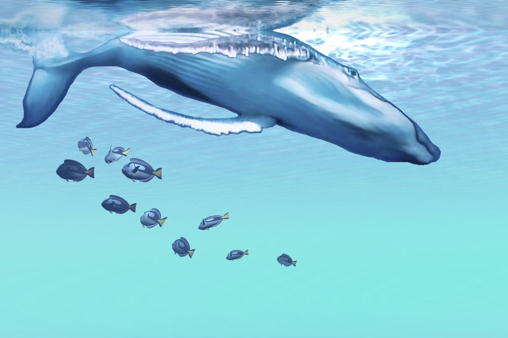 A humpback whale dives into the blue ocean Canvas Art - Corey FordStocktrek Images (35 x 23)