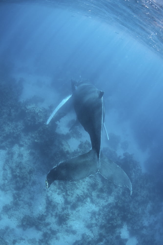 A humpback whale in the Caribbean Sea Canvas Art - Ethan DanielsStocktrek Images (12 x 17)
