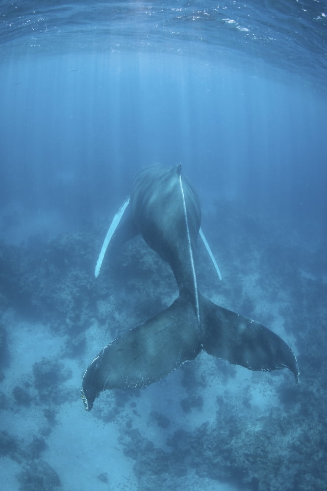 A humpback whale in the Caribbean Sea Canvas Art - Ethan DanielsStocktrek Images (12 x 17)