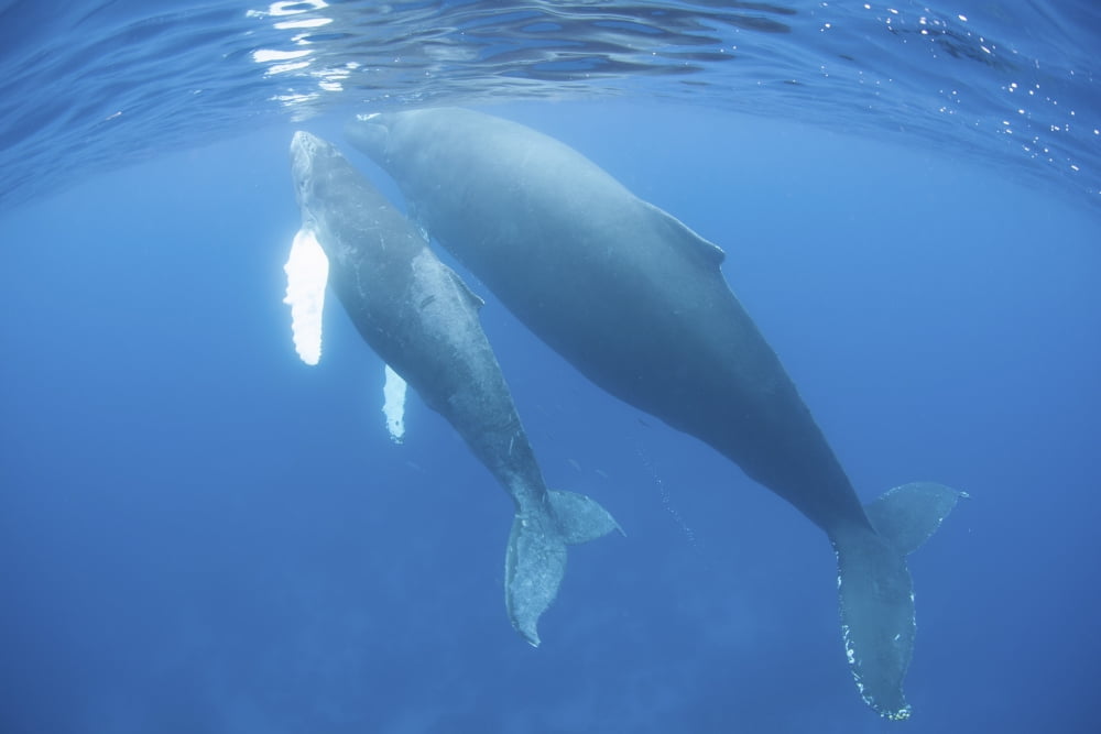 A humpback whale mother and calf Canvas Art - Ethan DanielsStocktrek Images (34 x 23)