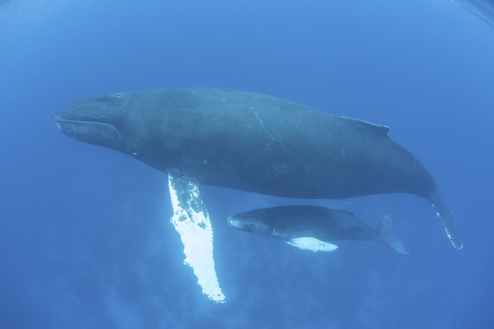 A humpback whale mother and calf in the Caribbean Sea Canvas Art - Ethan DanielsStocktrek Images (17 x 12)