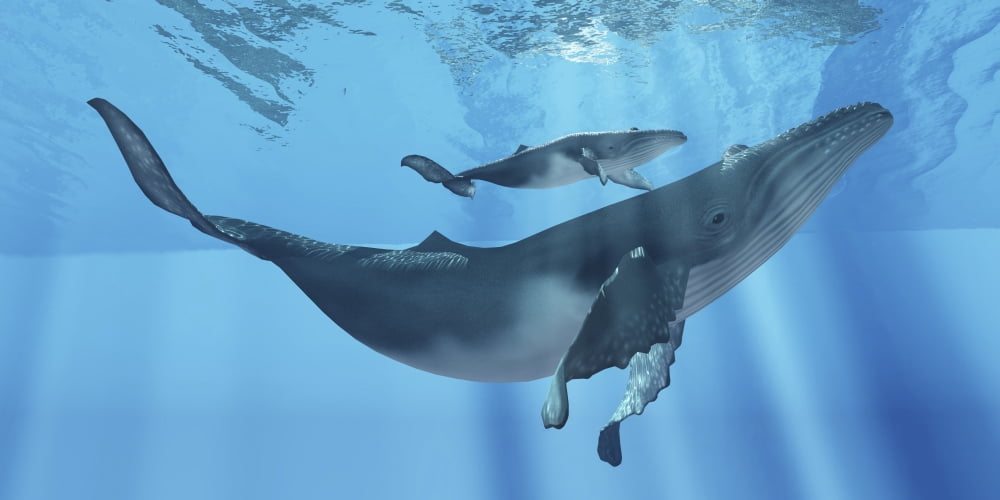 A humpback whale mother and her calf Canvas Art - Corey FordStocktrek Images (40 x 20)