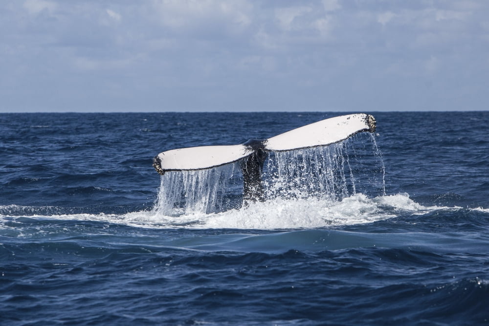 A humpback whale raises its tail as it dives into the Atlantic Ocean Canvas Art - Ethan DanielsStocktrek Images (18 x 12)