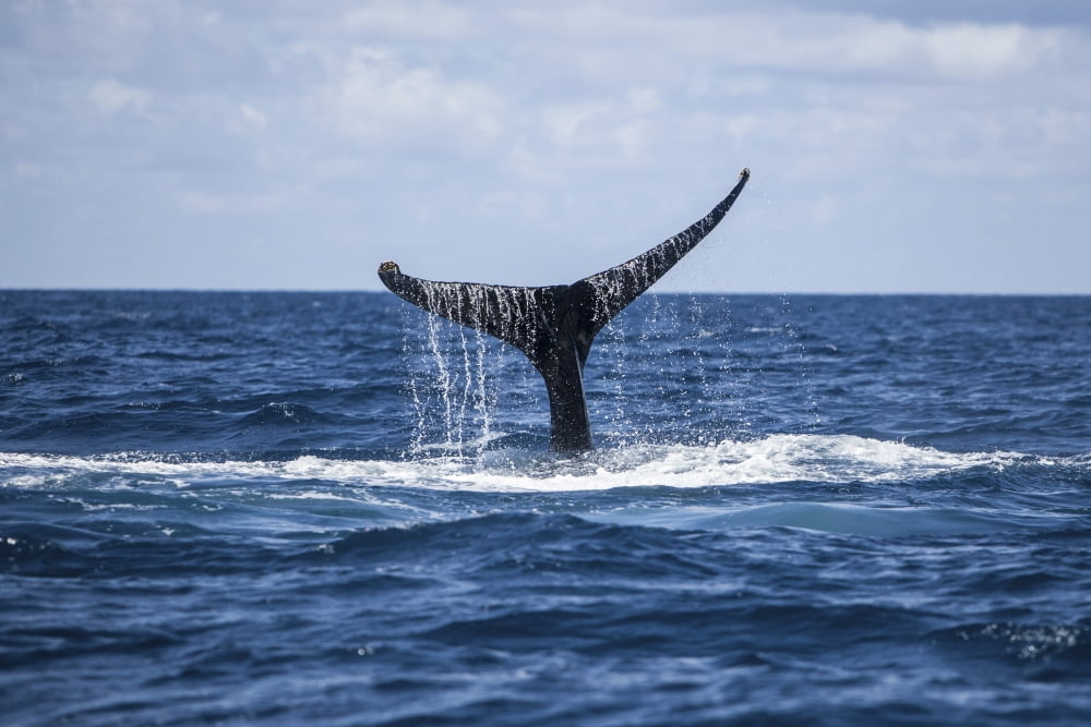 A humpback whale raises its tail as it dives into the Atlantic Ocean Canvas Art - Ethan DanielsStocktrek Images (18 x 12)