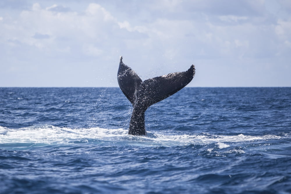 A humpback whale slaps its tail on the surface of the Atlantic Ocean Canvas Art - Ethan DanielsStocktrek Images (18 x 12)