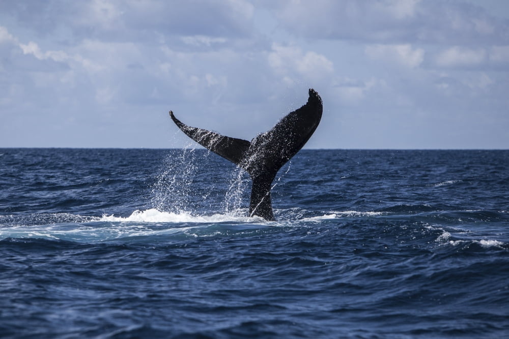 A humpback whale slaps its tail on the surface of the Atlantic Ocean Canvas Art - Ethan DanielsStocktrek Images (18 x 12)