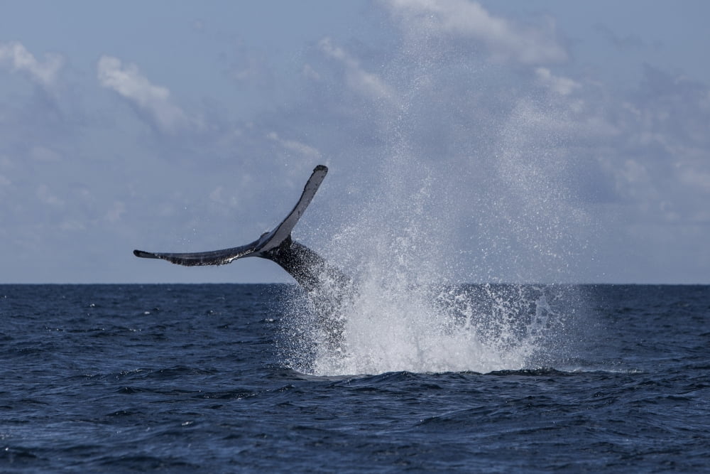 A humpback whale slaps its tail on the surface of the Atlantic Ocean Canvas Art - Ethan DanielsStocktrek Images (35 x 24)
