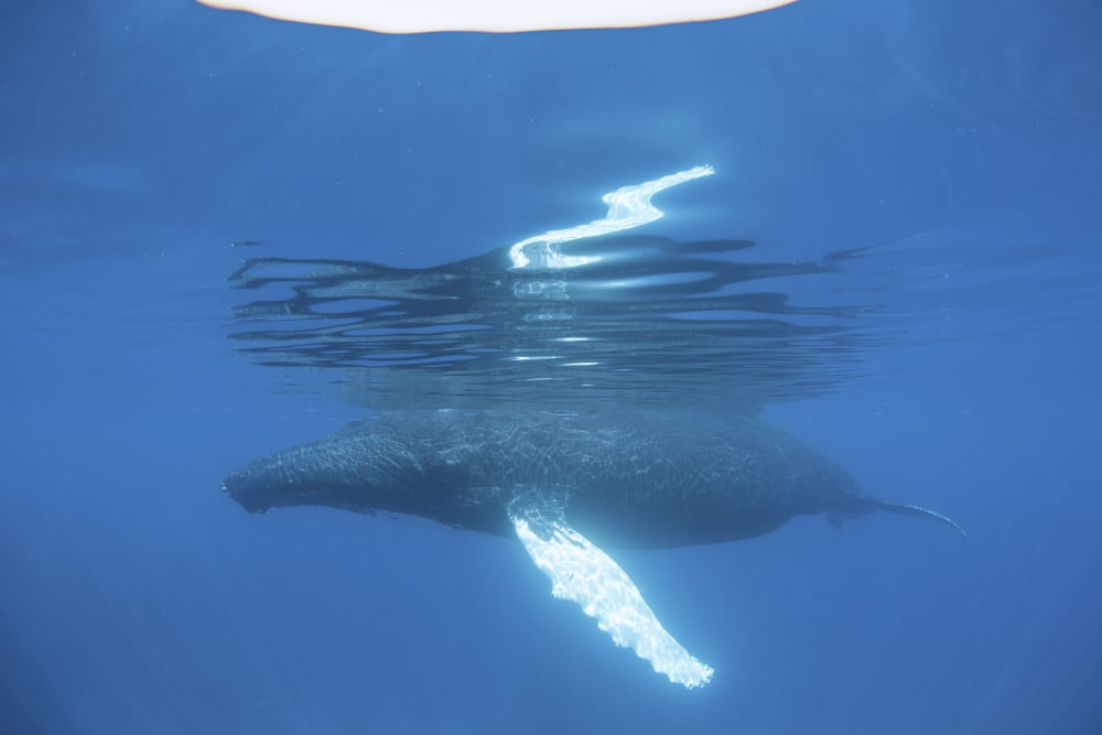 A humpback whale surfaces to breathe Canvas Art - Ethan DanielsStocktrek Images (17 x 12)