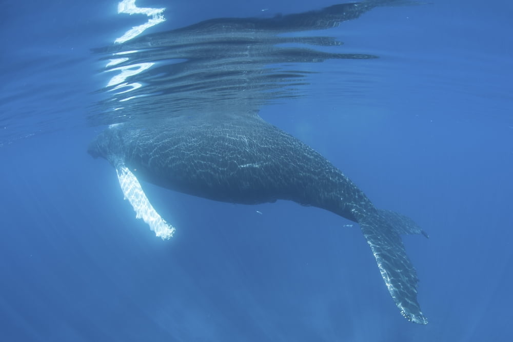 A humpback whale surfaces to breathe Canvas Art - Ethan DanielsStocktrek Images (34 x 23)