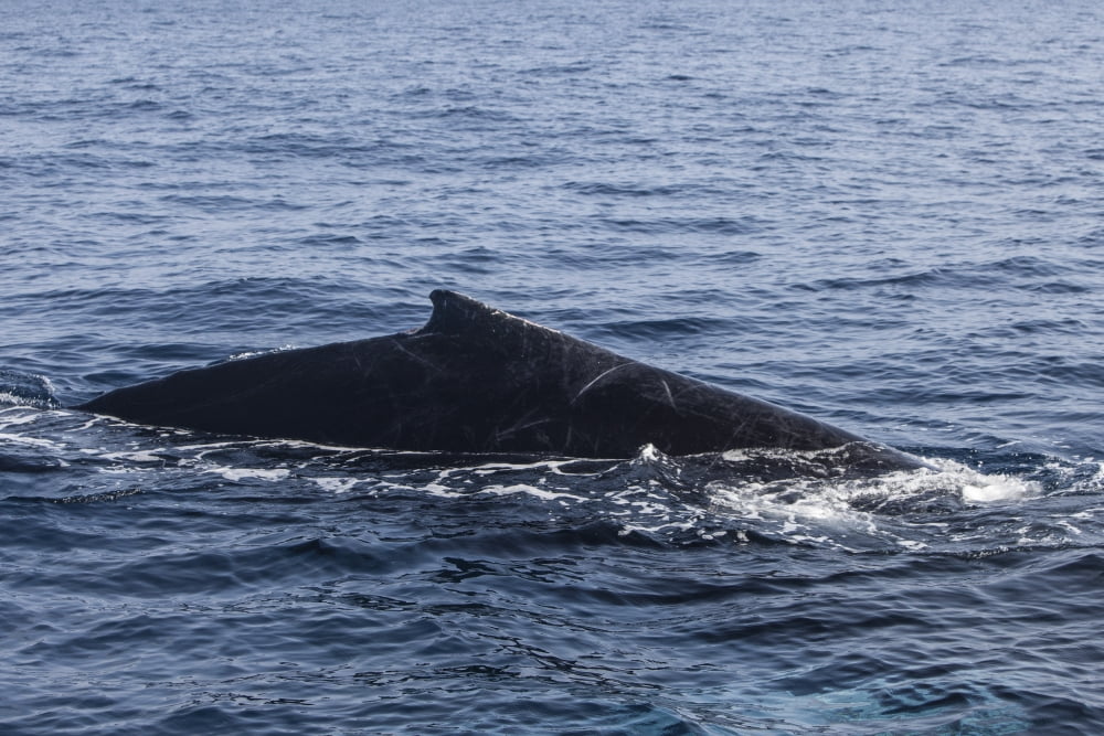 A humpback whale surfaces to breathe in the Caribbean Sea Canvas Art - Ethan DanielsStocktrek Images (17 x 12)